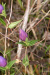 Catesby's gentian